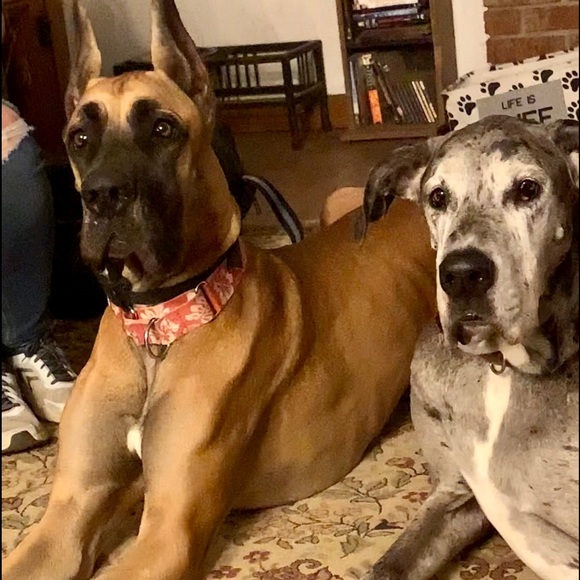 Meet your Posher, Angela - Picture 4 of 5